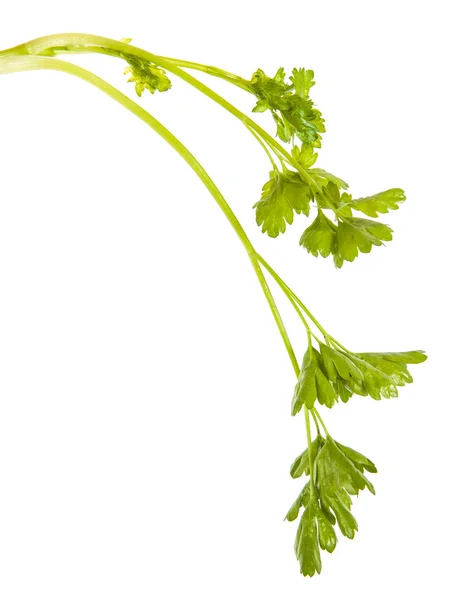 Folhas de salsa isoladas sobre fundo branco — Fotografia de Stock