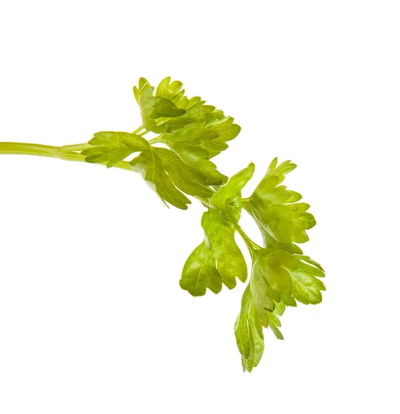 Parsley leaves isolated on white background — Stock Photo, Image