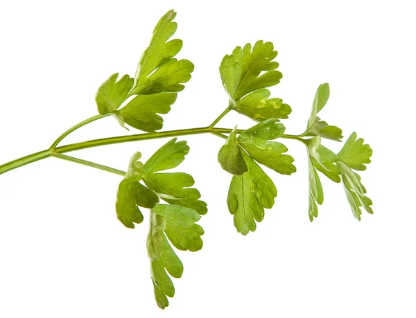 Parsley leaves isolated on white background — Stock Photo, Image