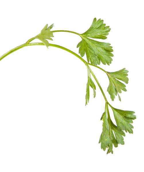 Parsley leaves isolated on white background — Stock Photo, Image