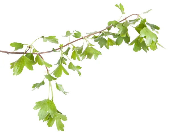 Currant bush branch isolated on white background — Stock Photo, Image