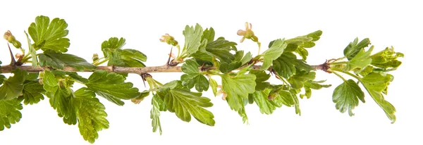 Zweig der Stachelbeeren isoliert auf weißem Hintergrund — Stockfoto