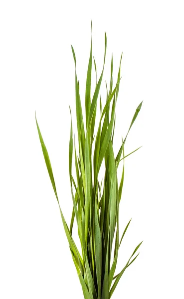 Green grass isolated on white background — Stock Photo, Image