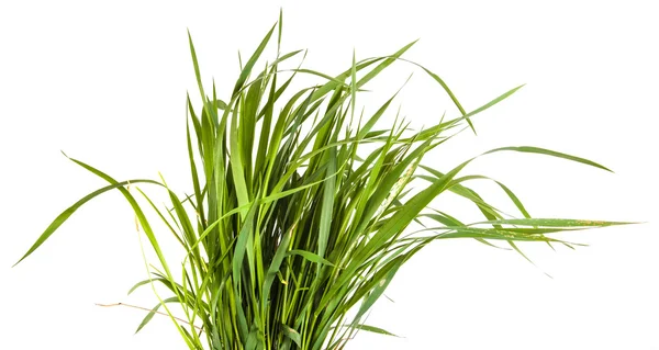 Beyaz arkaplanda yeşil çimen izole