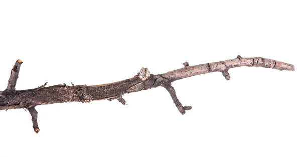 Dry tree branches isolated not a white background — Stock Photo, Image