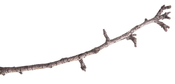 乾いた木の枝が白い背景を分離 — ストック写真