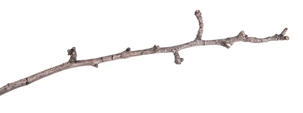 Ramos de árvore seca isolados não um fundo branco — Fotografia de Stock