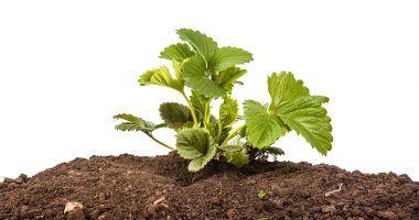 çilek beyaz arka plan üzerinde izole toprakta Bush