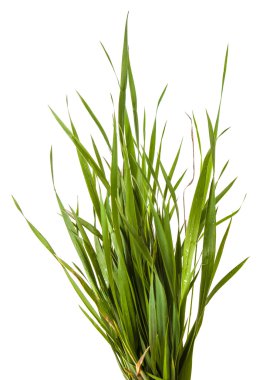 Beyaz arka plan üzerinde izole yeşil çim demeti