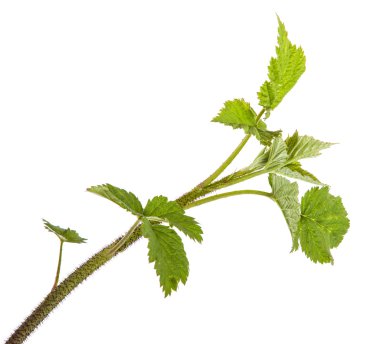 beyaz zemin üzerinde izole Ahududu yaprakları