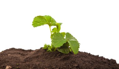 çilek beyaz arka plan üzerinde izole toprakta Bush