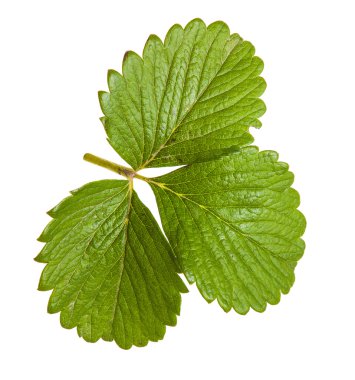 Beyaz arkaplanda yalıtılmış çilek yaprakları