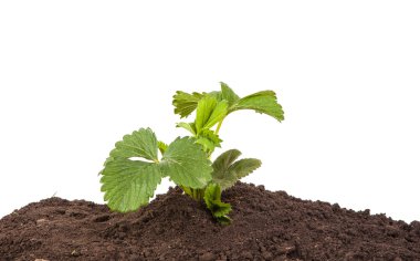 çilek beyaz arka plan üzerinde izole toprakta Bush