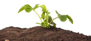 çilek beyaz arka plan üzerinde izole toprakta Bush