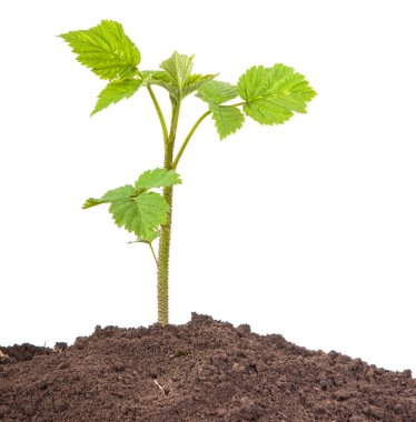 Beyaz arka plan üzerinde izole toprak ahududu çalı