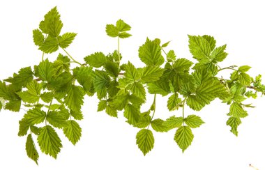 beyaz zemin üzerinde izole Ahududu yaprakları