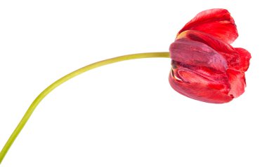 Beyaz arka plan üzerinde izole soluk kırmızı lale