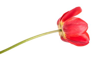 kırmızı lale. Beyaz arka plan üzerinde izole