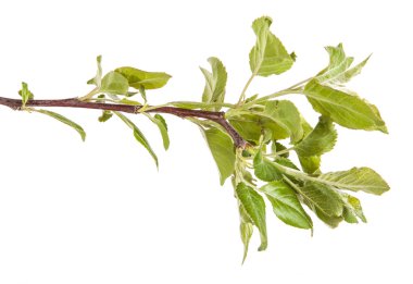 yeşil yaprakları ile elma ağacı dalı. Beyaz adam izole