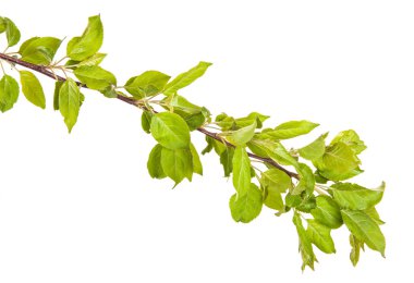 yeşil yaprakları ile elma ağacı dalı. Beyaz adam izole