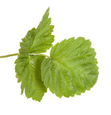 beyaz zemin üzerinde izole Ahududu yaprakları