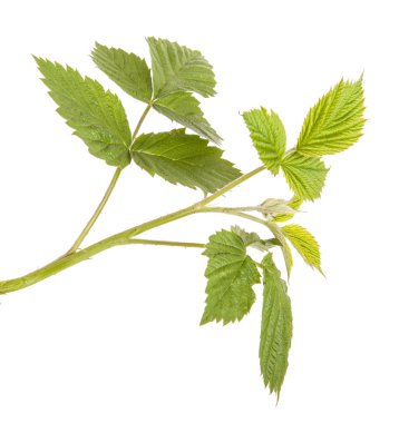 beyaz zemin üzerinde izole Ahududu yaprakları