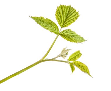 beyaz zemin üzerinde izole Ahududu yaprakları