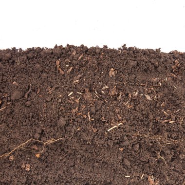 Toprak bitki için. Beyaz arka plan üzerinde izole