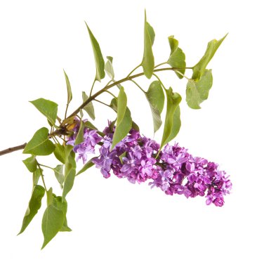 Çiçekli leylak dalı. beyaz arkaplanda izole