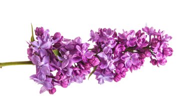 Çiçekli leylak dalı. beyaz arkaplanda izole