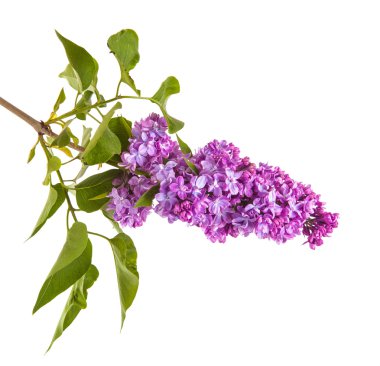 Çiçekli leylak dalı. beyaz arkaplanda izole