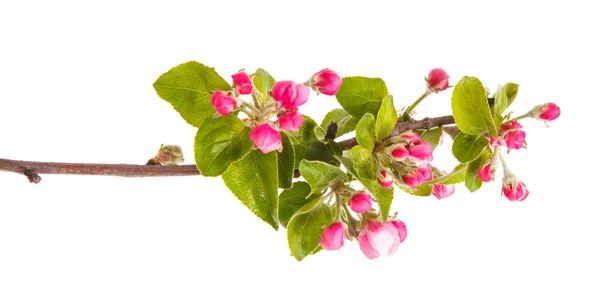 Apple blooming branch isolated on white background — Stock Photo, Image