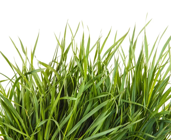 Bündel von grünem Gras isoliert auf weißem Hintergrund — Stockfoto