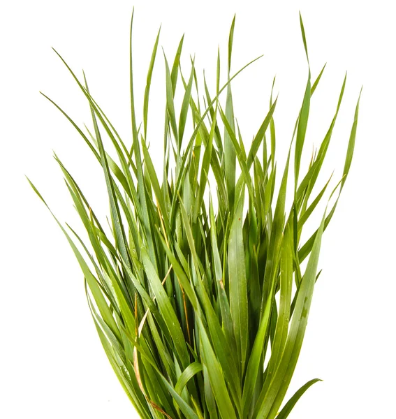 Bundle of green grass isolated on white background — Stock Photo, Image