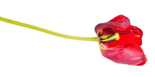 Tulipa vermelha desbotada isolada no fundo branco — Fotografia de Stock