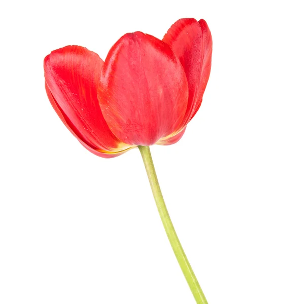 Tulipano rosso. isolato su sfondo bianco — Foto Stock