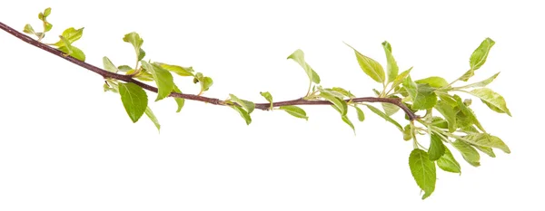 Branche de pommier aux feuilles vertes. isolé sur fond blanc — Photo
