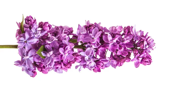 Цветущая лиловая ветвь. изолированные на белом фоне — стоковое фото