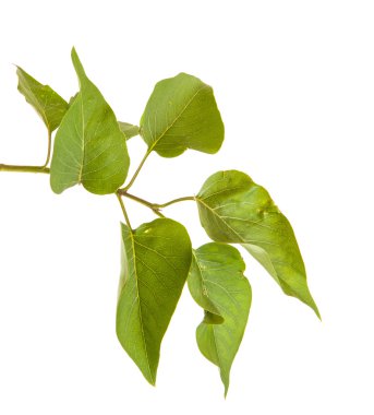 Beyaz arka plan üzerinde izole bir şube leylak yapraklarda