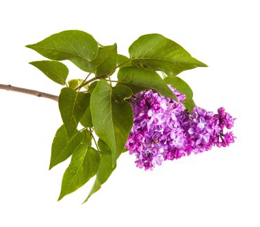 Çiçekli leylak dalı. beyaz arkaplanda izole