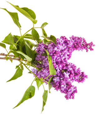 Çiçekli leylak dalı. beyaz arkaplanda izole