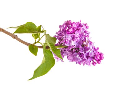 Çiçekli leylak dalı. beyaz arkaplanda izole
