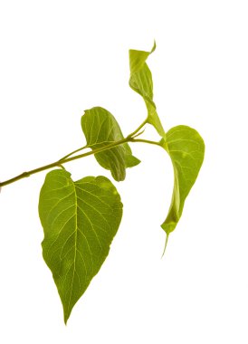 Beyaz arka plan üzerinde izole bir şube leylak yapraklarda