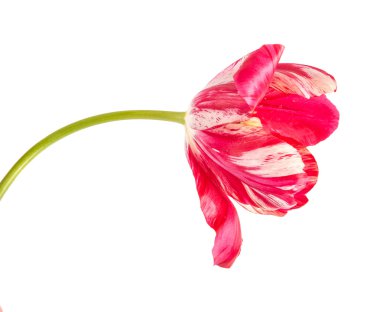 kırmızı lale beyaz damarlı. Beyaz arka plan üzerinde izole