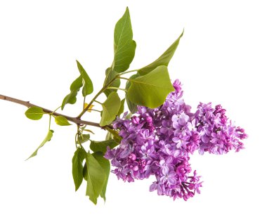 Mor çiçek leylak dalı. Beyaz arka plan üzerinde izole