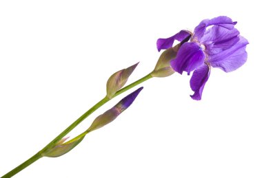 Mor çiçek Iris. Beyaz arka plan üzerinde izole