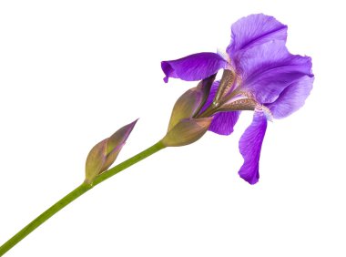 Mor çiçek Iris. Beyaz arka plan üzerinde izole