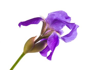 Mor çiçek Iris. Beyaz arka plan üzerinde izole