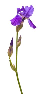 Mor çiçek Iris. Beyaz arka plan üzerinde izole