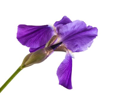 Mor çiçek Iris. Beyaz arka plan üzerinde izole